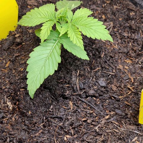 Clarisse (ST1) growlog timeline photo