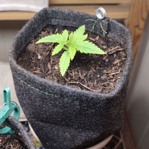 Holly (SP) growlog timeline photo
