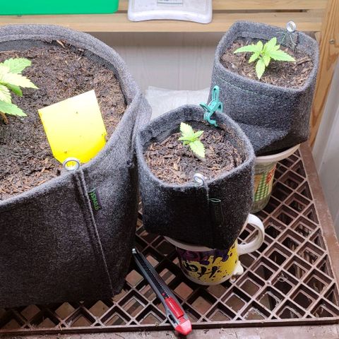 Clarisse (ST1) growlog timeline photo