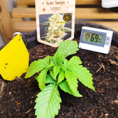 Clarisse (ST1) growlog timeline photo