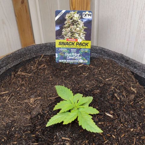 Holly (SP) growlog timeline photo