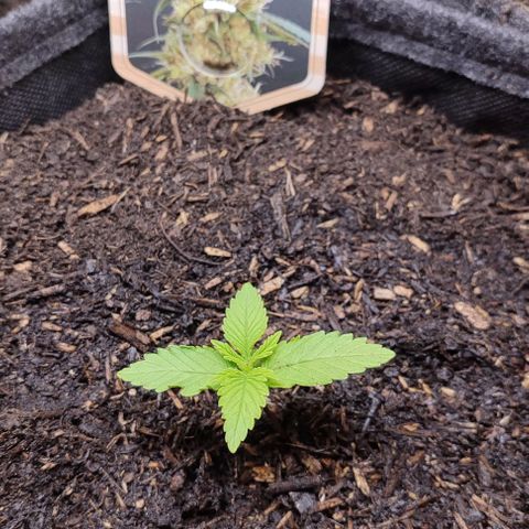 Alice (ST2) growlog timeline photo