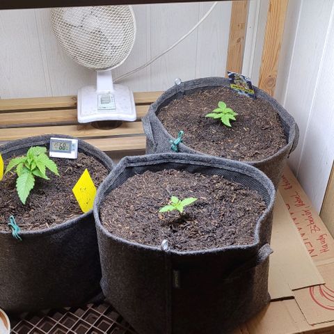 Clarisse (ST1) growlog photo: Alle in 11L Endtöpfen 