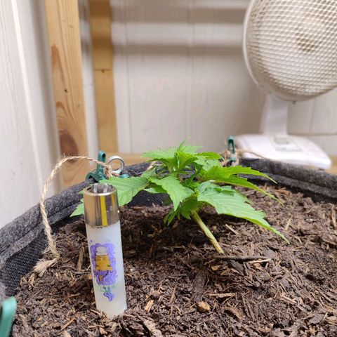 Clarisse (ST1) growlog timeline photo