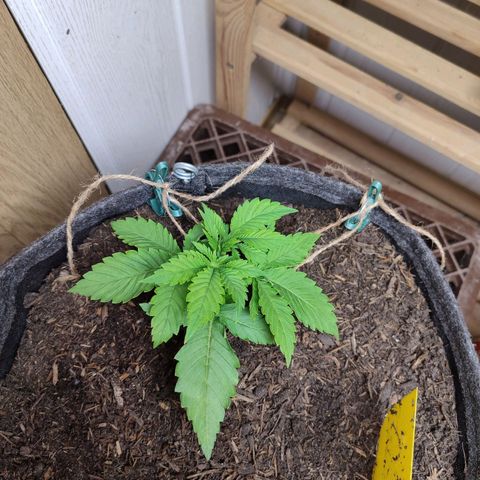 Clarisse (ST1) growlog photo: LST top view