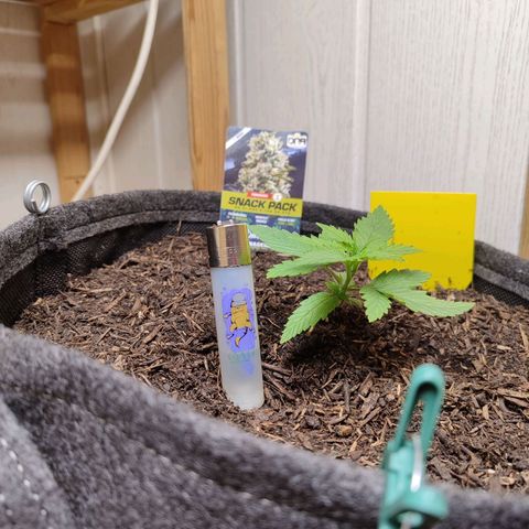 Holly (SP) growlog timeline photo