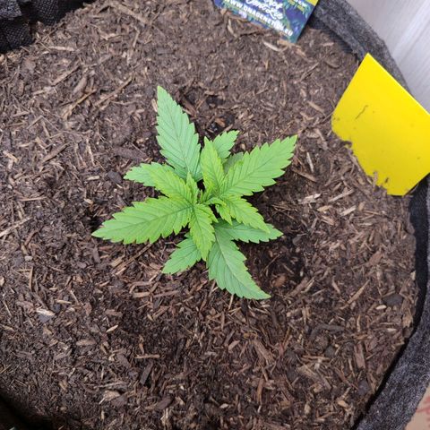Holly (SP) growlog photo: Top view