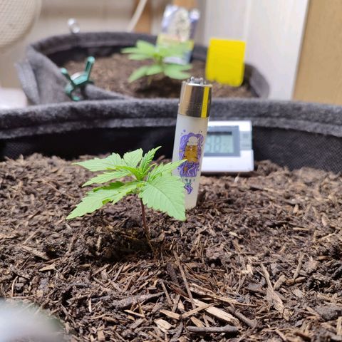 Alice (ST2) growlog timeline photo