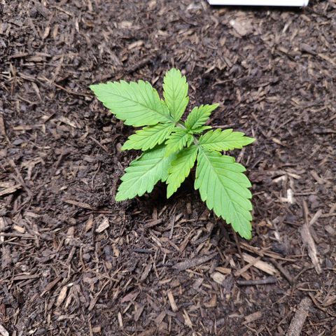 Alice (ST2) growlog photo: Top view