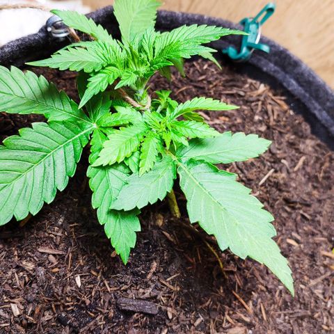 Clarisse (ST1) growlog timeline photo