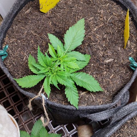 Clarisse (ST1) growlog timeline photo