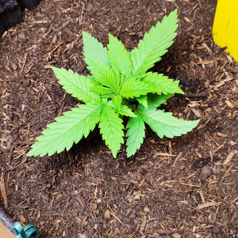 Holly (SP) growlog timeline photo