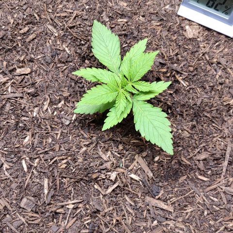 Alice (ST2) growlog timeline photo