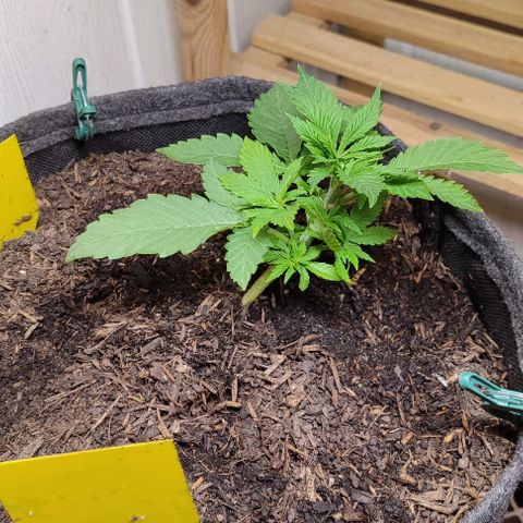Clarisse (ST1) growlog timeline photo