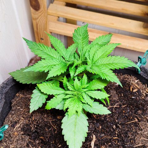 Clarisse (ST1) growlog timeline photo