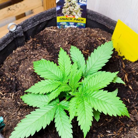 Holly (SP) growlog timeline photo