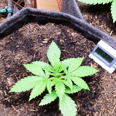 Alice (ST2) growlog timeline photo