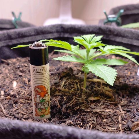 Alice (ST2) growlog photo: Front view