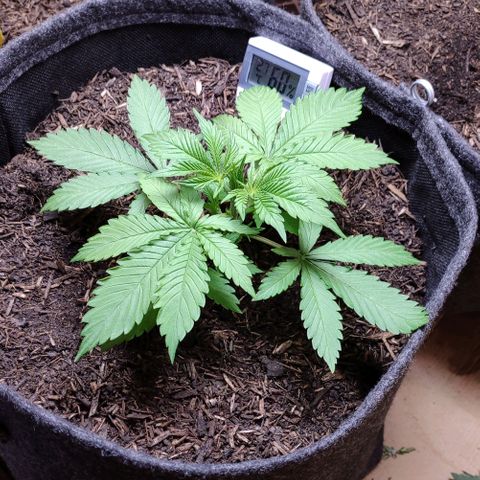 Alice (ST2) growlog timeline photo