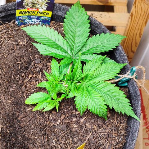 Holly (SP) growlog timeline photo