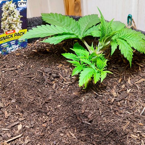 Holly (SP) growlog timeline photo