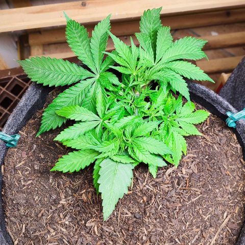 Clarisse (ST1) growlog timeline photo