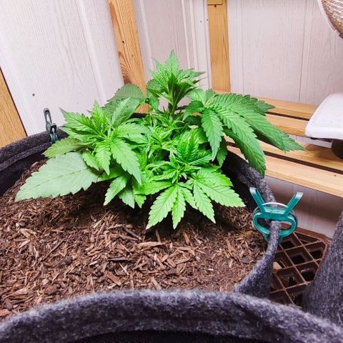 Clarisse (ST1) growlog timeline photo