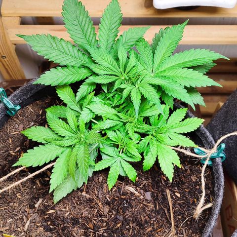 Clarisse (ST1) growlog timeline photo