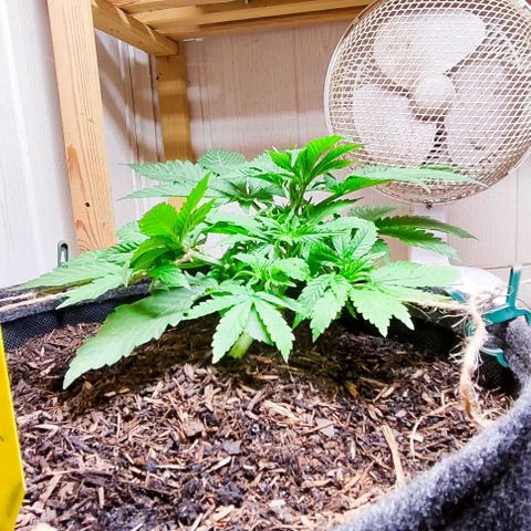 Clarisse (ST1) growlog timeline photo