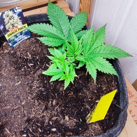 Holly (SP) growlog timeline photo