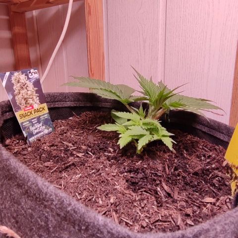Holly (SP) growlog timeline photo