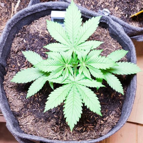 Alice (ST2) growlog timeline photo