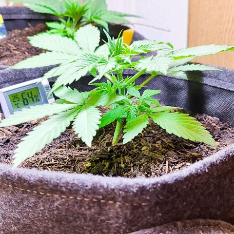 Alice (ST2) growlog timeline photo