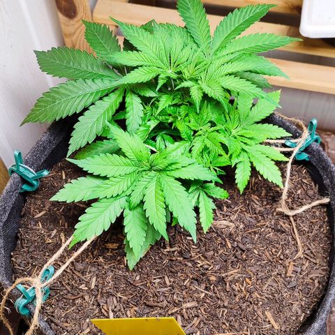 Clarisse (ST1) growlog timeline photo