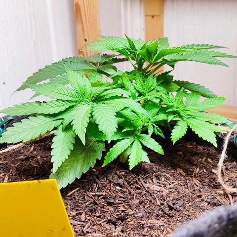 Clarisse (ST1) growlog timeline photo