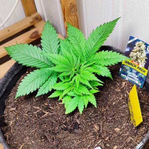 Holly (SP) growlog timeline photo
