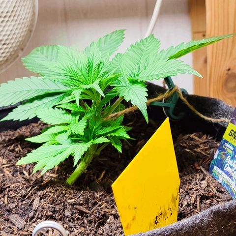 Holly (SP) growlog timeline photo