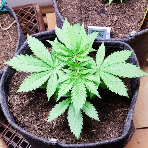 Alice (ST2) growlog timeline photo