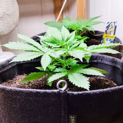 Alice (ST2) growlog timeline photo