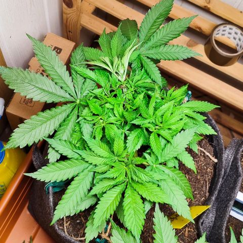 Clarisse (ST1) growlog timeline photo