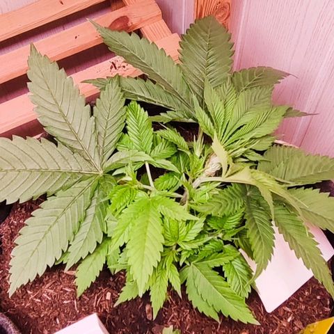 Holly (SP) growlog timeline photo