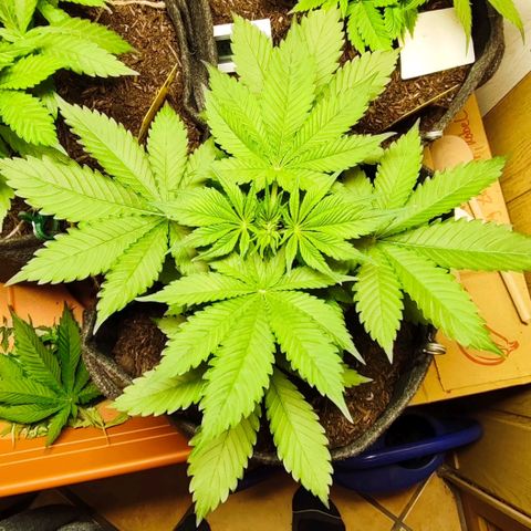 Alice (ST2) growlog timeline photo