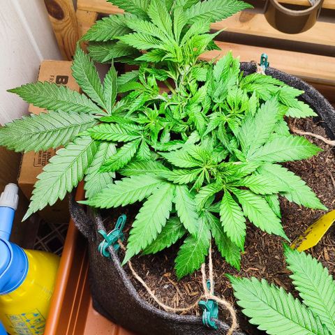 Clarisse (ST1) growlog timeline photo