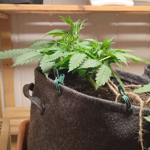 Clarisse (ST1) growlog timeline photo