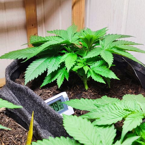 Holly (SP) growlog timeline photo
