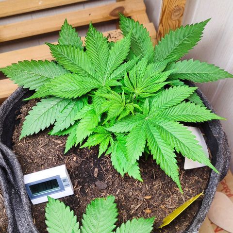 Holly (SP) growlog timeline photo