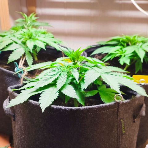 Alice (ST2) growlog timeline photo