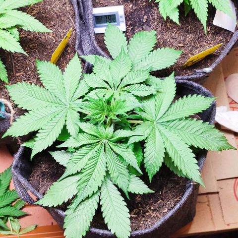 Alice (ST2) growlog timeline photo