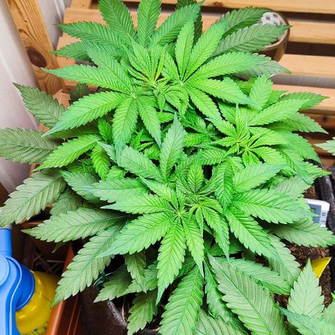 Clarisse (ST1) growlog timeline photo