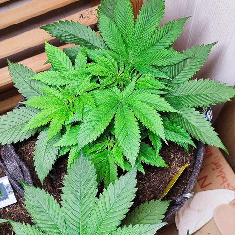 Holly (SP) growlog timeline photo